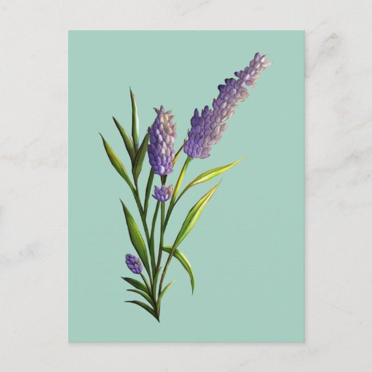Lavendel Briefkaart (Voorkant)