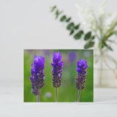 lavendel briefkaart (Staand voorkant)