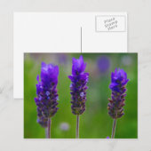 lavendel briefkaart (Voorkant / Achterkant)