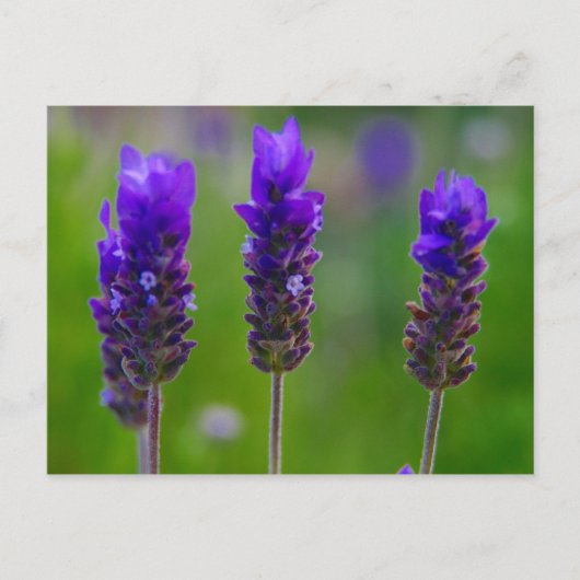 lavendel briefkaart (Voorkant)