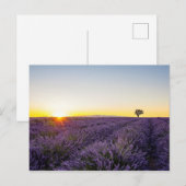 Lavendel Briefkaart (Voorkant / Achterkant)