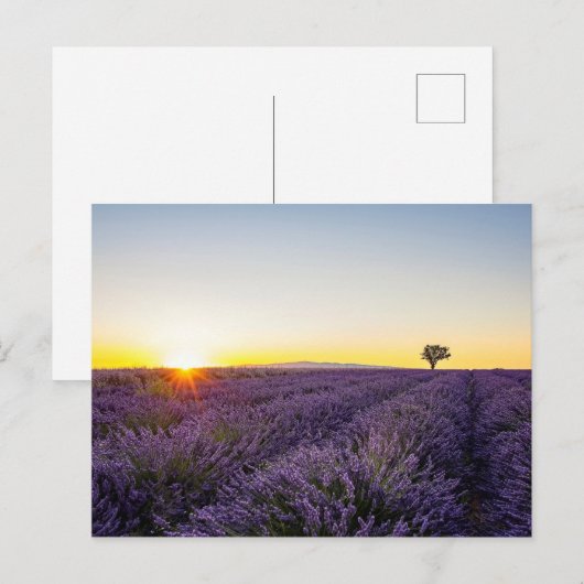 Lavendel Briefkaart (Voorkant / Achterkant)