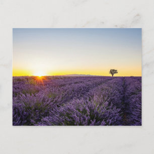 Lavendel Briefkaart