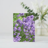 Lavendel Briefkaart (Staand voorkant)