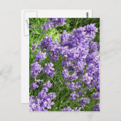 Lavendel Briefkaart (Voorkant / Achterkant)