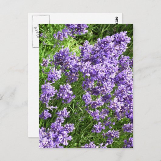 Lavendel Briefkaart (Voorkant / Achterkant)