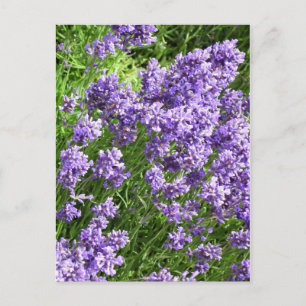 Lavendel Briefkaart
