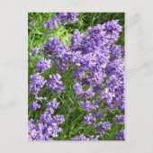 Lavendel Briefkaart (Voorkant)