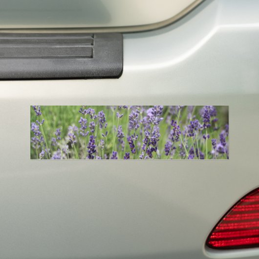Lavendel Bumpersticker (Op auto)