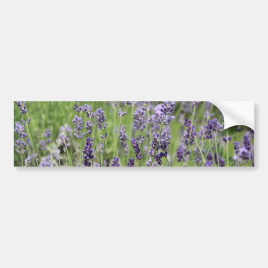 Lavendel Bumpersticker (Voorkant)