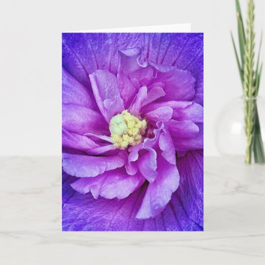 Lavendel Chiffon Hibiscus Blank Wenskaart (Voorkant)