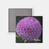 Lavendel Dahlia Magnet (Voorkant / Achterkant)