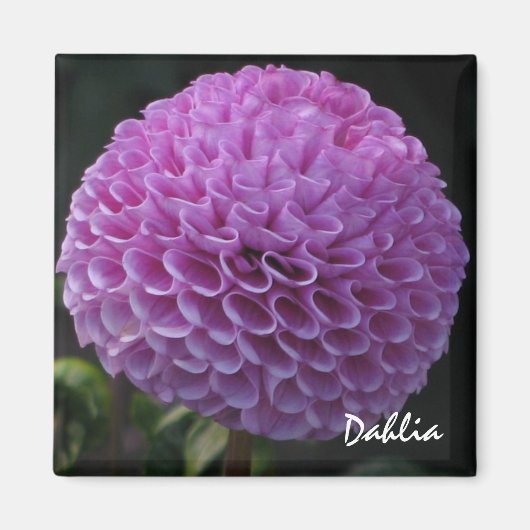 Lavendel Dahlia Magnet (Voorkant)