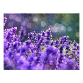 Lavendel dromen foto afdruk (Voorkant)
