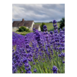 Lavendel dromen perfect poster