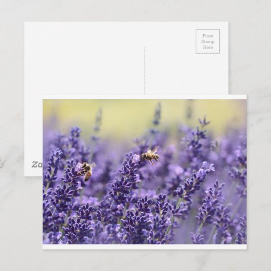 Lavendel en bijen briefkaart (Voorkant / Achterkant)