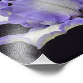 Lavendel en witte baardirisbloem 8x10 foto afdruk (Hoek)