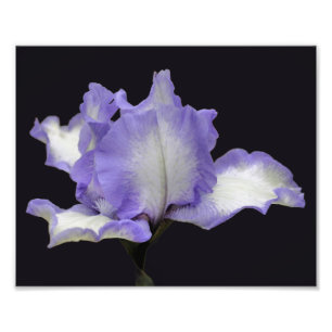 Lavendel en witte baardirisbloem 8x10 foto afdruk