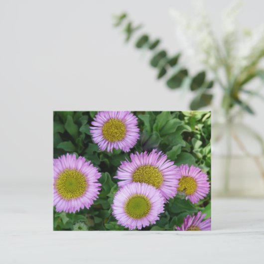  Lavendel Erigeron Flowers Briefkaart (Staand voorkant)