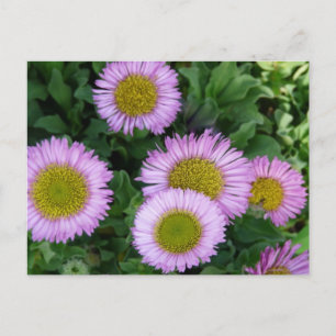 Lavendel Erigeron Flowers Briefkaart