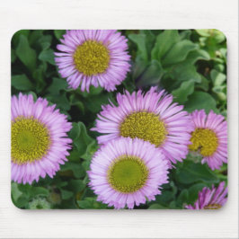 Lavendel Erigeron Flowers Muismat