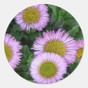  Lavendel Erigeron Flowers Ronde Sticker