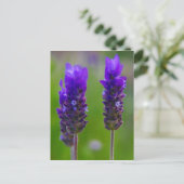 lavendel flora briefkaart (Staand voorkant)