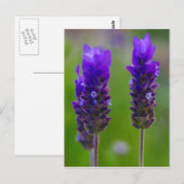 lavendel flora briefkaart (Voorkant / Achterkant)