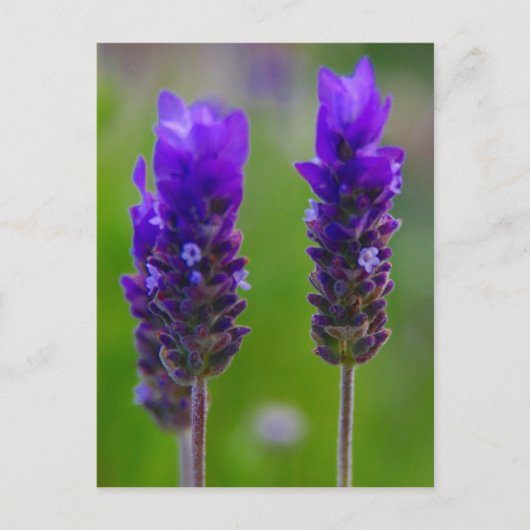 lavendel flora briefkaart (Voorkant)