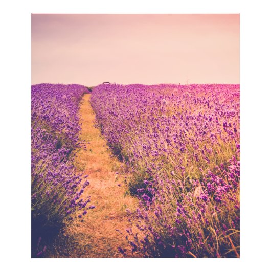 Lavendel Foto Afdruk (Voorkant)