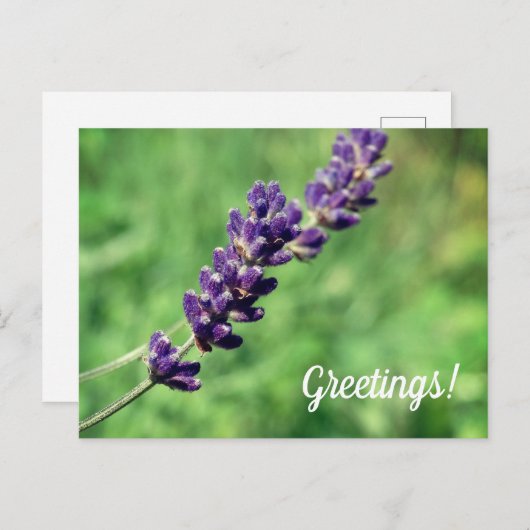 Lavendel Groetjes Briefkaart (Voorkant / Achterkant)