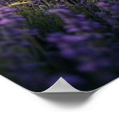 Lavendel Herten Schemering Veld Poster (Hoek)