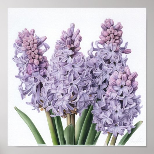 Lavendel Hyacint Bloemenkunst Print Poster (Voorkant)