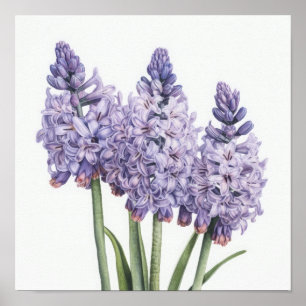 Lavendel Hyacint Bloemenkunst Print Poster