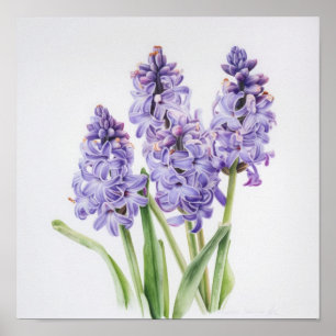 Lavendel Hyacint Bloemenkunst Print Poster
