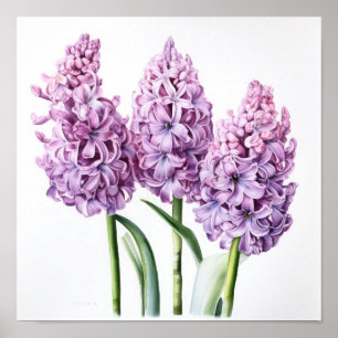 Lavendel Hyacint Bloemenkunst Print Poster