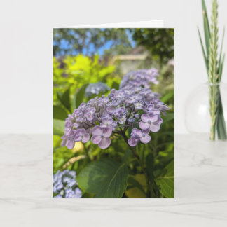 Lavendel Hydrangea Bloesems Kaart