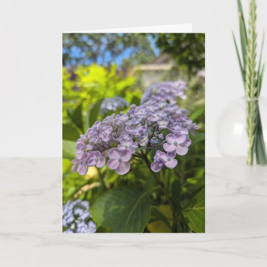 Lavendel Hydrangea Bloesems Kaart (Voorkant)