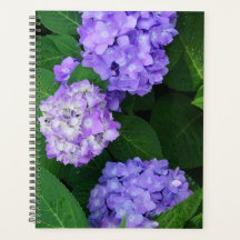 Lavendel Hydrangea