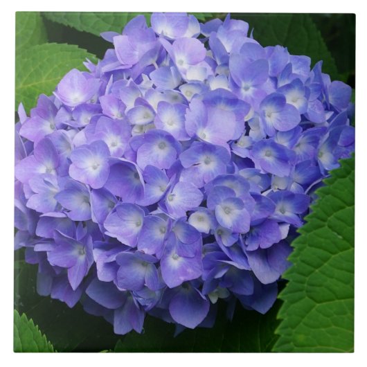 Lavendel Hydrangea Tegeltje (Voorkant)