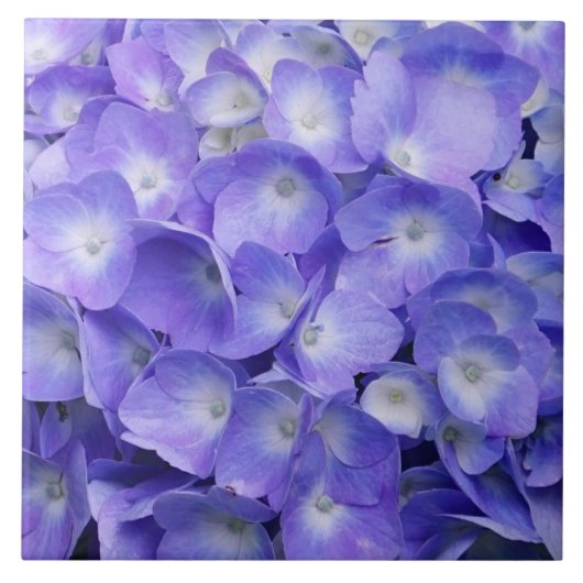Lavendel Hydrangea Tegeltje (Voorkant)
