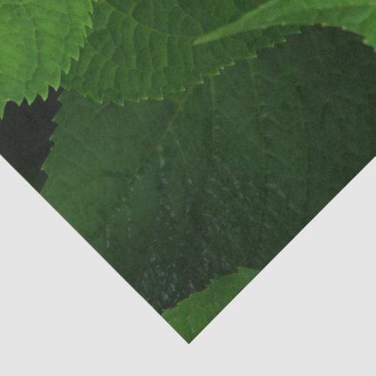 Lavendel Hydrangea Tissuepapier (Detail)