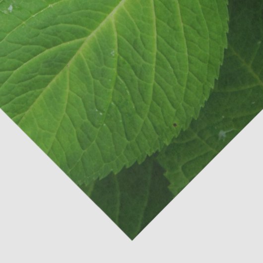 Lavendel Hydrangea Tissuepapier (Detail)