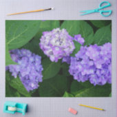 Lavendel Hydrangea Tissuepapier (Craft)