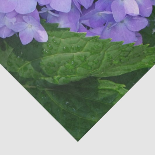 Lavendel Hydrangea Tissuepapier (Detail)