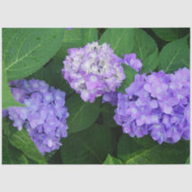 Lavendel Hydrangea