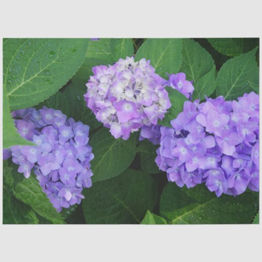 Lavendel Hydrangea Tissuepapier (Voorkant)