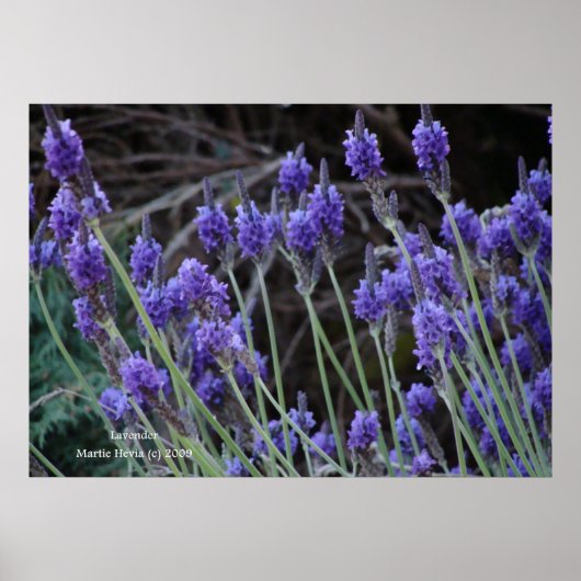 Lavendel II Poster (Voorkant)
