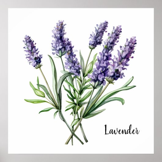 Lavendel Illustratie Botanische Poster (Voorkant)