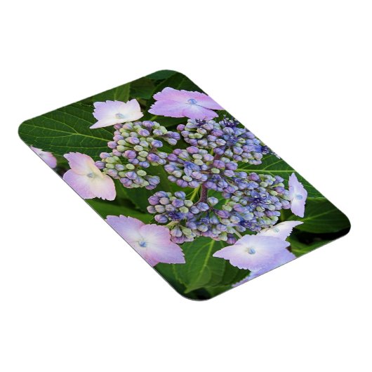 Lavendel Kant Pet Hydrangea Bloom Magnet Magneet (Rechterzijde)